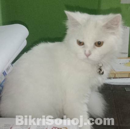 pure persian  male cat